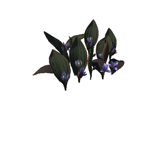 Flower_Tulipa regelii5_1